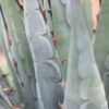 Agave utahensis ssp. utahensis    Cactus Lover
