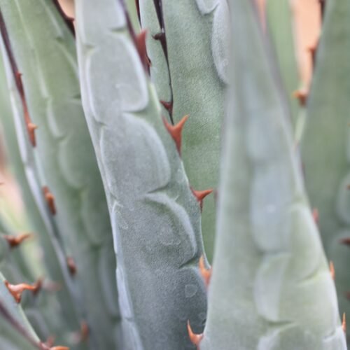 Agave utahensis ssp. utahensis    Cactus Lover