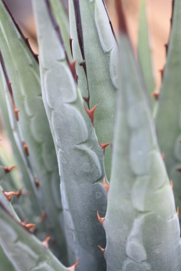 Agave utahensis ssp. utahensis    Cactus Lover