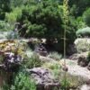 Agave utahensis ssp. utahensis    Cactus Lover
