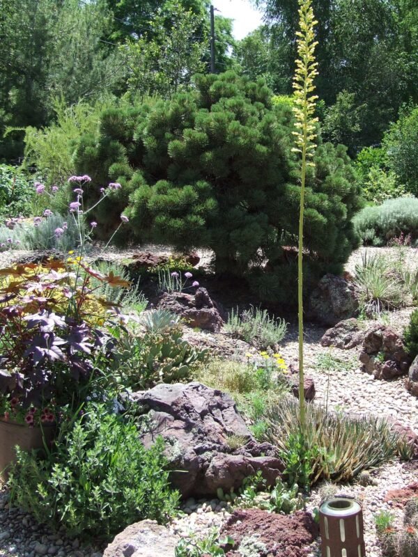 Agave utahensis ssp. utahensis    Cactus Lover