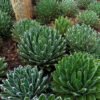 Agave victoria-reginae  COMPACT, HARDIER FORM Cactus Lover