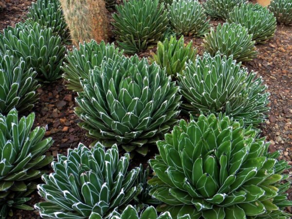 Agave victoria-reginae  COMPACT, HARDIER FORM Cactus Lover