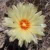Coryphantha echinus   Cactus Lover