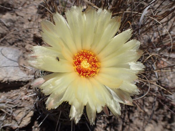 Coryphantha echinus   Cactus Lover