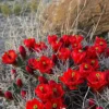 Echinocereus triglochidiatus Manzano Mtns., NM form Cactus Lover
