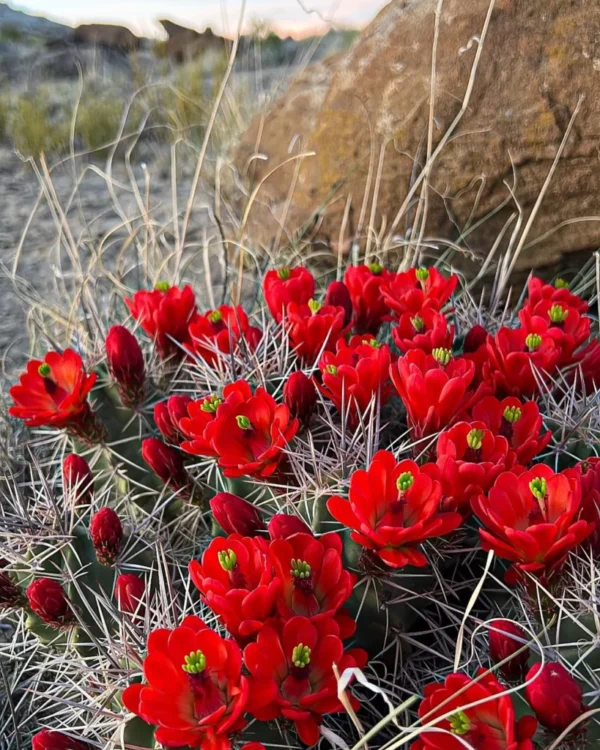 Echinocereus triglochidiatus Manzano Mtns., NM form Cactus Lover