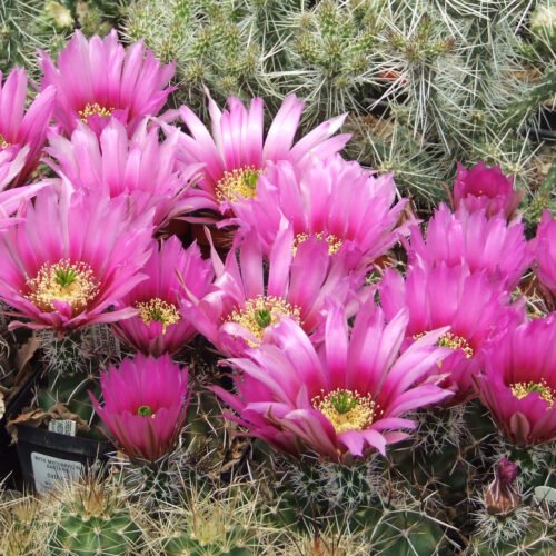 Echinocereus fendleri Cactus Lover