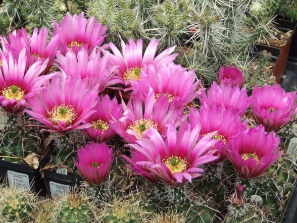 Echinocereus fendleri Cactus Lover