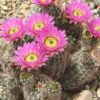 Echinocereus reichenbachii   Cactus Lover