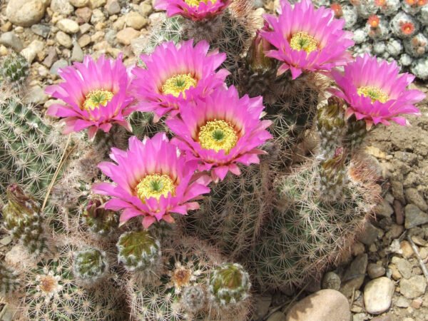 Echinocereus reichenbachii   Cactus Lover