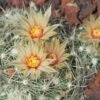 Pelecyphora (Escobaria) missouriensis Cactus Lover