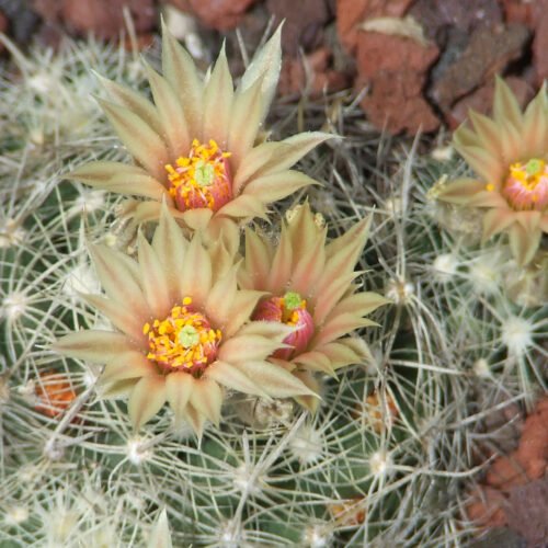 Pelecyphora (Escobaria) missouriensis Cactus Lover