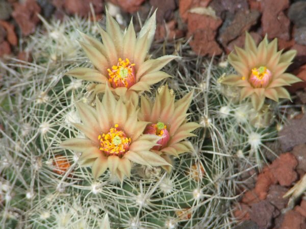 Pelecyphora (Escobaria) missouriensis Cactus Lover