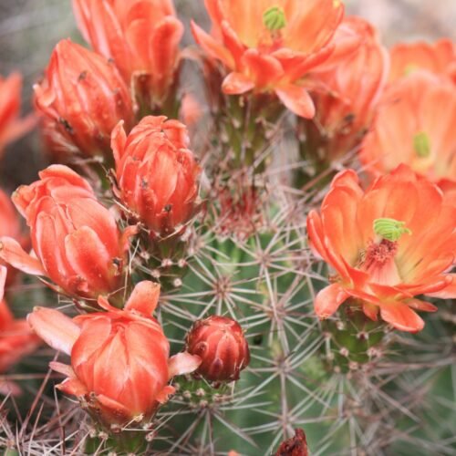 Echinocereus coccineus Cactus Lover