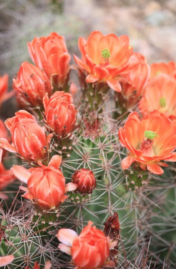 Echinocereus coccineus Cactus Lover