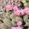 Echinocereus reichenbachii v. baileyi Cactus Lover