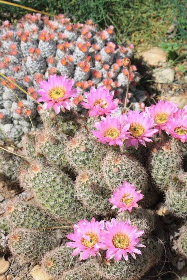 Echinocereus reichenbachii v. baileyi Cactus Lover