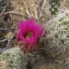 Echinocereus bonkerae   Cactus Lover
