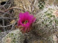 Echinocereus bonkerae   Cactus Lover