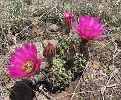 Echinocereus fendleri v. Kuenzleri   Cactus Lover