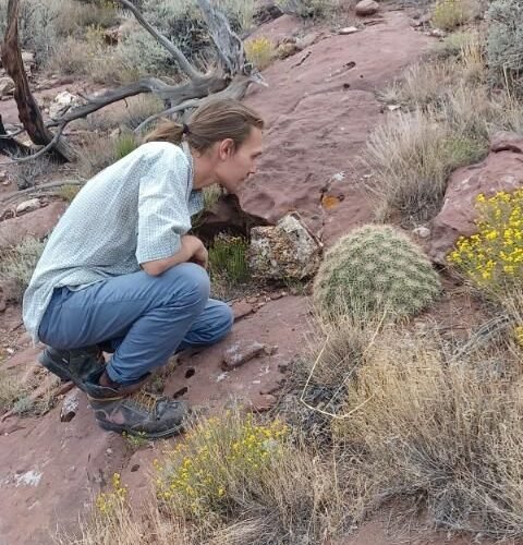 Echinocereus mojavensis  (Flaming Gorge form)  Cactus Lover