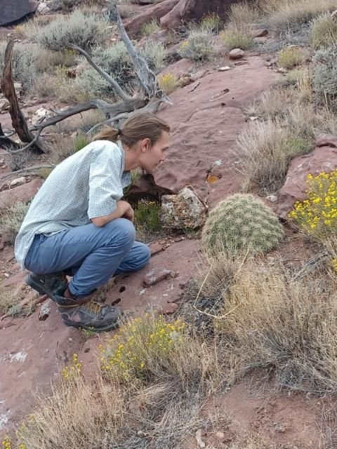 Echinocereus mojavensis  (Flaming Gorge form)  Cactus Lover