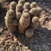 Echinocereus reichenbachii   Cactus Lover