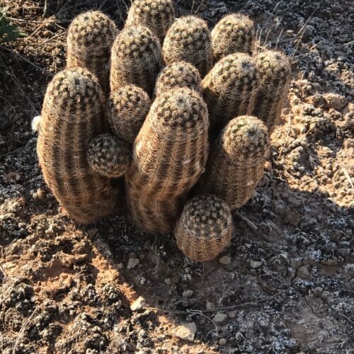 Echinocereus reichenbachii   Cactus Lover