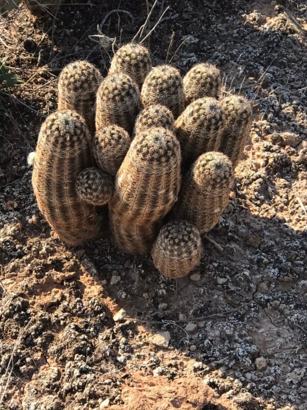 Echinocereus reichenbachii   Cactus Lover