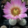 Echinocereus reichenbachii v. baileyi Cactus Lover