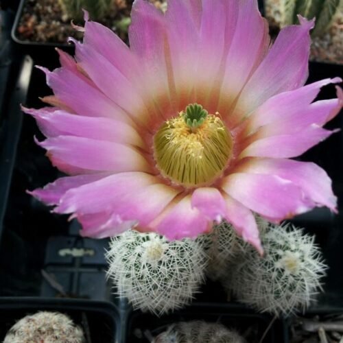 Echinocereus reichenbachii v. baileyi Cactus Lover