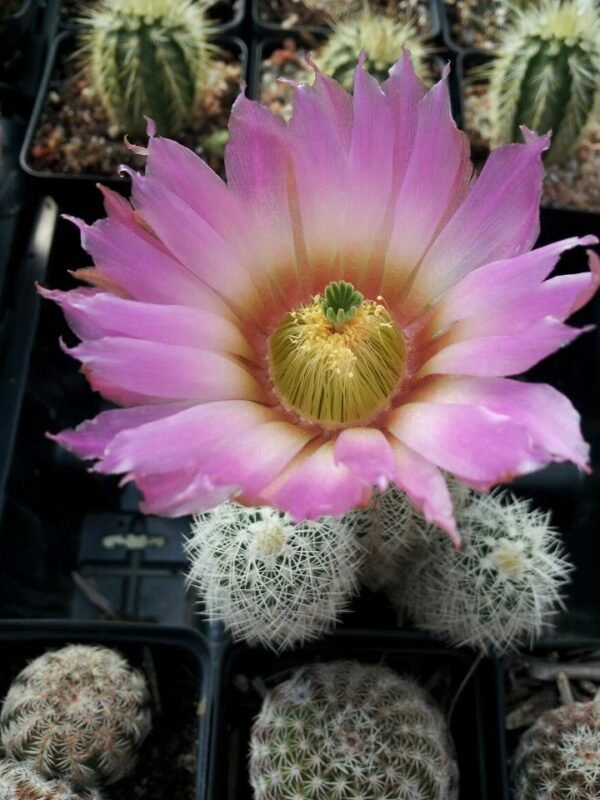 Echinocereus reichenbachii v. baileyi Cactus Lover