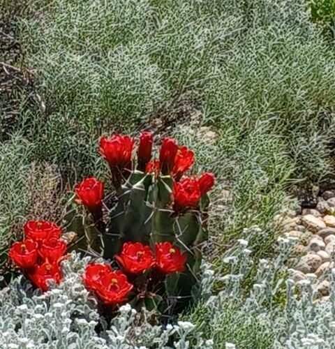 Echinocereus triglochidiatus v. gonacanthus 'White Sands' Cactus Lover