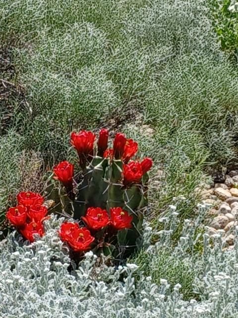 Echinocereustriglochidiatusv.gonacanthusWhiteSandsKendrickLake_files Echinocereus triglochidiatus v. gonacanthus 'White Sands' Cactus Lover