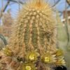 Echinocereus viridiflorus v. Weedinii   Cactus Lover