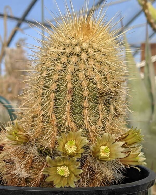 Echinocereus viridiflorus v. Weedinii   Cactus Lover