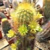 Echinocereus viridiflorus v. Weedinii   Cactus Lover