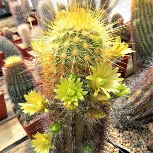 Echinocereus viridiflorus v. Weedinii   Cactus Lover