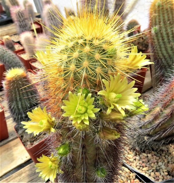Echinocereus viridiflorus v. Weedinii   Cactus Lover