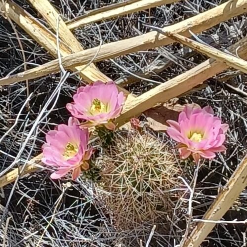 Echinocereus x roetteri Pink Cactus Lover