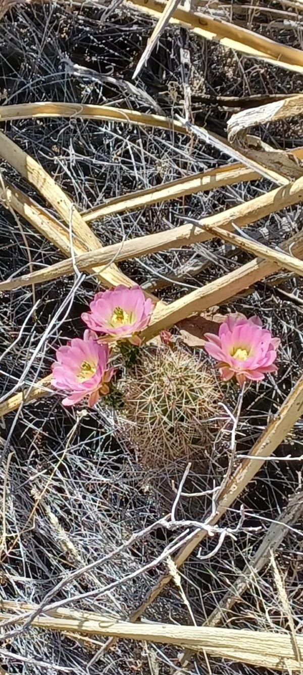 Echinocereus x roetteri Pink Cactus Lover