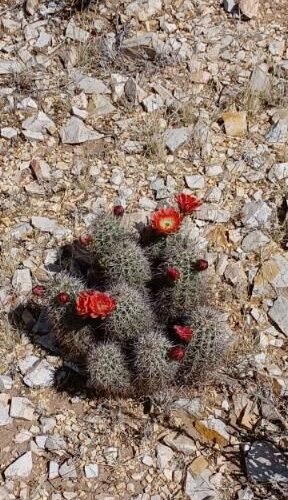 Echinocereus coccineus x roetteri   Cactus Lover