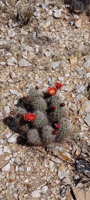 Echinocereus coccineus x roetteri   Cactus Lover