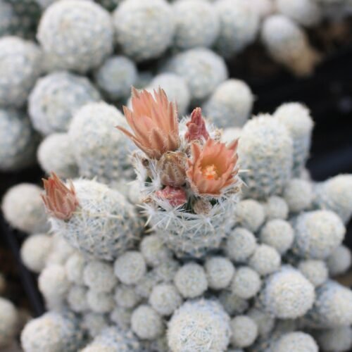 Escobaria leei Cactus Lover
