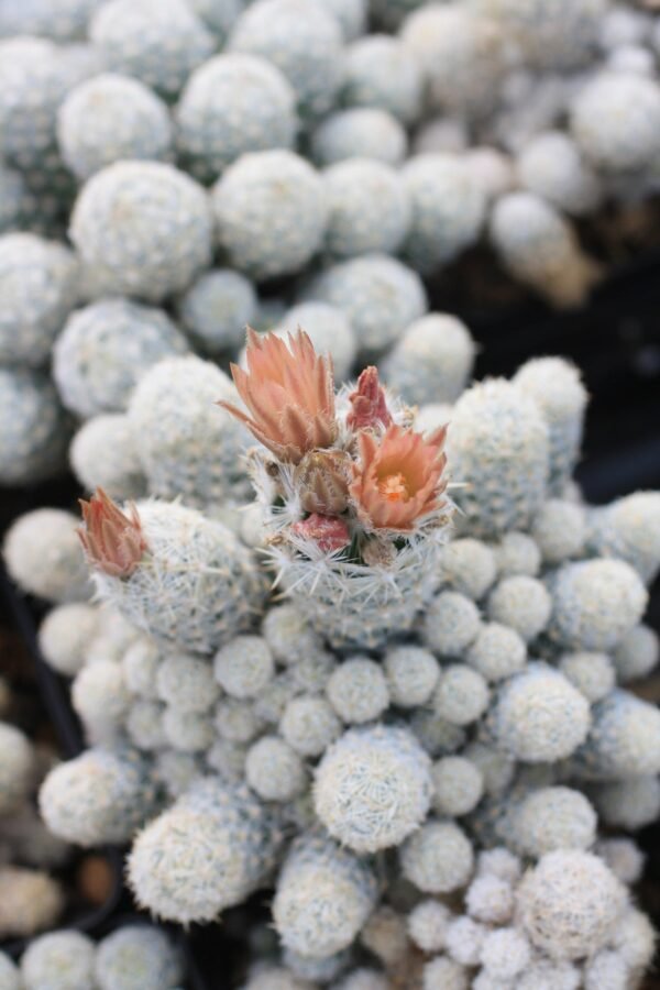Escobaria leei Cactus Lover