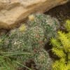 Pelecyphora (Escobaria) missouriensis Cactus Lover