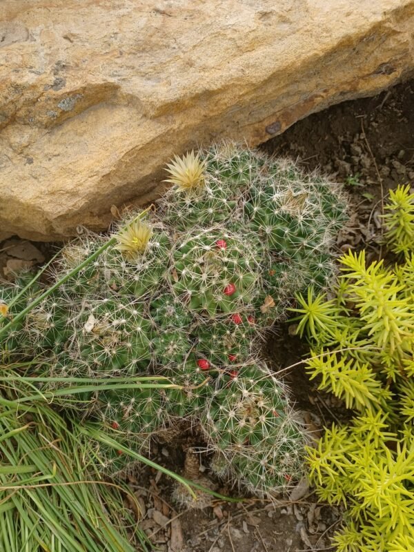 Pelecyphora (Escobaria) missouriensis Cactus Lover