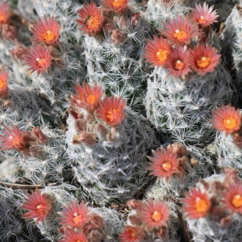 Escobaria sneedii   Cactus Lover