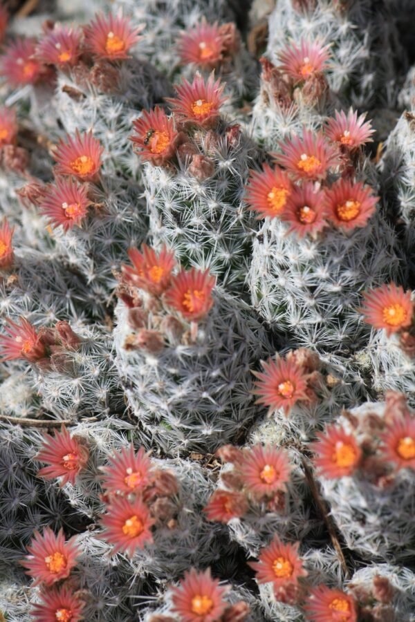 Escobaria sneedii   Cactus Lover